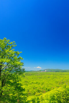 岩木山と新緑のブナ林の樹海, おいらせ町,上北郡,青森県