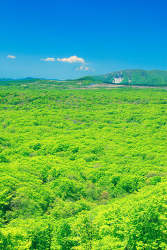 岩木山と新緑のブナ林の樹海, おいらせ町,上北郡,青森県