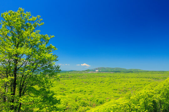 岩木山と新緑のブナ林の樹海, 青森県,平川市