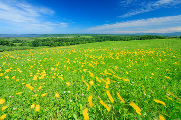 風に揺れるタンポポと牧草地の草原とクッチャロ湖, 浜頓別町,枝幸郡,北海道