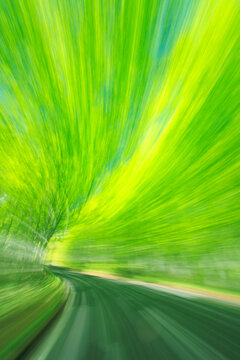 八甲田山の新緑のブナ林と国道103号線, おいらせ町,上北郡,青森県