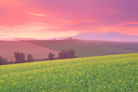 菜の花畑の丘と大雪山と朝焼けと朝霧, 美瑛町,上川郡,北海道