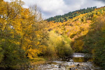 Obraz premium Mountain river near the forest in autumn season. Autumn yellow trees.