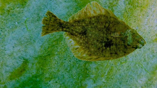Black Sea, European flounder (Platichthys flesus luscus) floats in the water column
