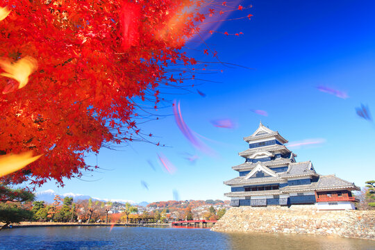 松本城の天守閣と濠とモミジの紅葉と風に舞い散る枯葉, 松本市,長野県