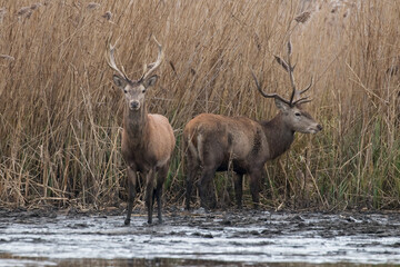 Beautiful male red deer with nice antlers in their natural habitat, Cervus elaphus, large animals in the wild, nature reserve, beautiful bulls and their antlers