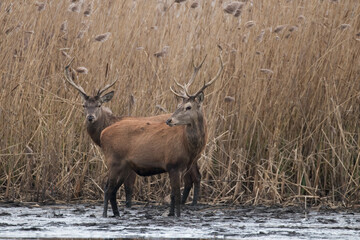 Beautiful male red deer with nice antlers in their natural habitat, Cervus elaphus, large animals in the wild, nature reserve, beautiful bulls and their antlers