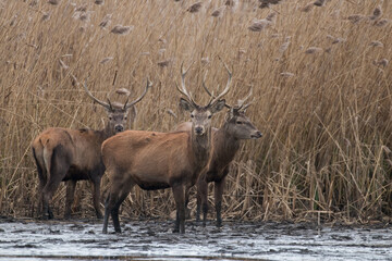 Naklejka na ściany i meble Beautiful male red deer with nice antlers in their natural habitat, Cervus elaphus, large animals in the wild, nature reserve, beautiful bulls and their antlers
