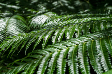 Close-up of green fern leaves with light and shadow