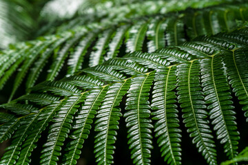 Close-up of green fern leaves with light and shadow
