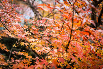 紅葉