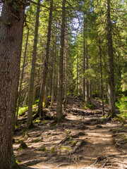 Scenic Trail full of roots in the middle of wooden coniferous forrest, surrounded by green bushes and leaves and ferns on a Fall Evening in Carpathian Nature. Amazing pedestrian track in Ukraine. 