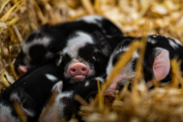 Black and white baby pigs