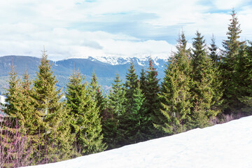 Coniferous forest in winter mountains . Evergreen woodland with fir trees