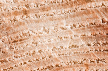 The structure of the tree. Close-up