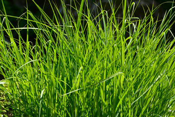 草模様　自然の造形