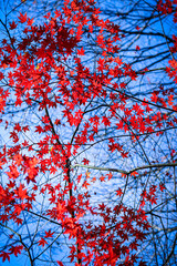 紅葉