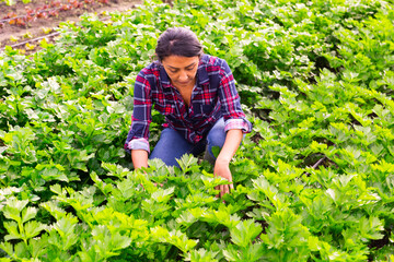 hispanic woman gardener worker caring for celery at greenhouse farm