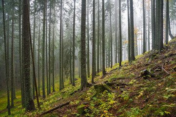 Misty forest in autumn in Triglav National Park