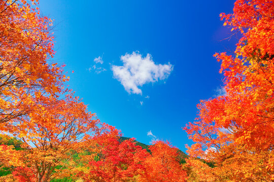 治部坂高原のモミジとわた雲, 日本,長野県,下伊那郡,阿智村