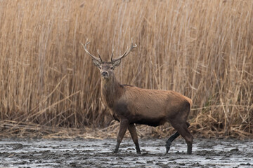 Naklejka na ściany i meble Beautiful male red deer with nice antlers in his natural environment, Cervus elaphus, large animal in the wild, nature reserve, beautiful bull and its antlers