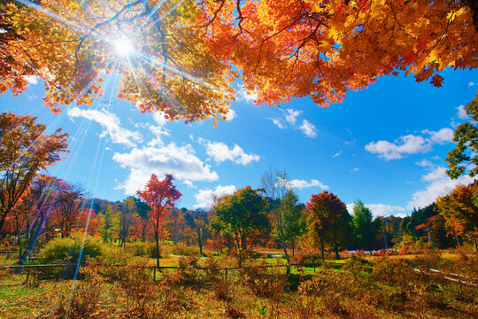 治部坂高原のモミジなど紅葉の樹林と木もれ日, 日本,長野県,下伊那郡,阿智村
