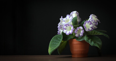 Naklejka na ściany i meble Gloxinia flowers in a flower pot.