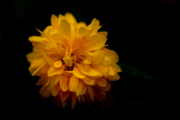 yellow flower isolated on black