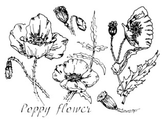 Seth poppy flower. Hand-drawn inflorescences and seed pods of a poppy flower. Outlines in black. Vector illustration isolated on white background for design and web.