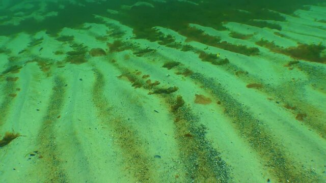 Red and green algae (Porphira leucosticta, Enteromorpha, Ulva, Ceramium, Polisiphonia) seaweed in waves lie on the sandy seabed in the Black Sea