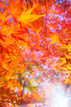 懐古園のモミジの紅葉と木もれ日の光芒, 日本,長野県,小諸市