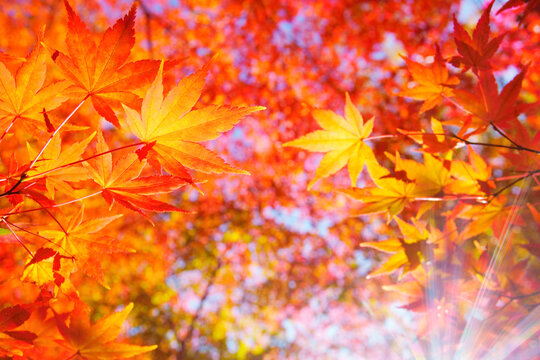 懐古園のモミジの紅葉と木もれ日の光芒, 日本,長野県,小諸市