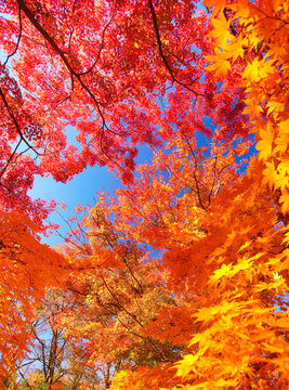 懐古園のモミジの紅葉, 日本,長野県,小諸市
