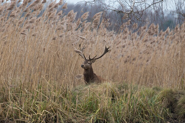 Beautiful male red deer with nice antlers, Cervus elaphus, runs on the water in a fish pond in a...