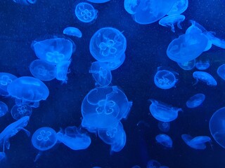 Jellyfish in the water