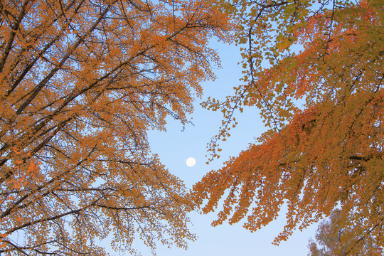 イチョウの紅葉と朝の月, 日本,長野県,上田市