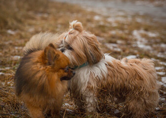 shih tzu dog playing with another dog