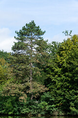 View to the lake shore with trees and blue sky