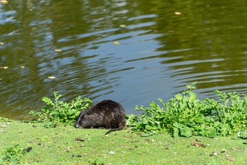 Wet nutria near to the water