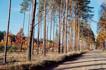 Fall season. Beautiful landscape with empty road in forest.