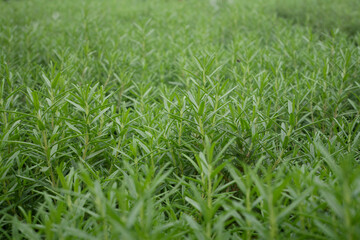 Fototapeta premium Rosemary Herb plant in nature background.