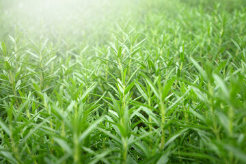 Rosemary Herb plant in nature background.