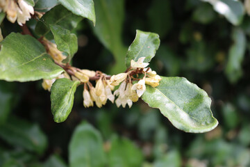 Eleagnus x Ebbingei on autumn season. Close -up of Eleagnus bush iin bloom with many white flowers in the garden
