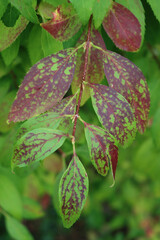 Close-up of Forsythia bush with green and red leaves in the garden on early autumn 