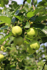 Close-up of green Granny Smith apples growing on branch on tree in the orchard on a sunny day. Malus domestica