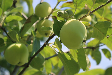 Close-up of green Granny Smith apples growing on branch on tree in the orchard on a sunny day. Malus domestica