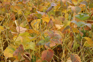 Glycine max agricultural landscape. Close-up of yellow and green soybean field on a sunny day