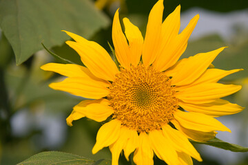 降り注ぐ光を浴びて輝くひまわり
