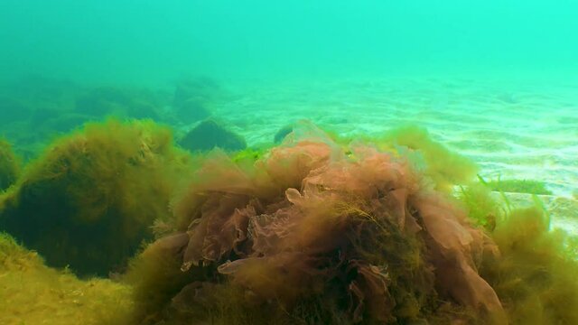 Black Sea flora. Red and green algae (Porphira leucosticta, Enteromorpha, Ulva, Ceramium, Polisiphonia) on rocks in the Black Sea