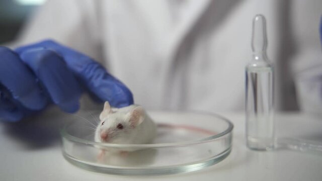 A scientist in blue gloves holding white abino lab laboratory mouse by scruff in order to conduct an experiment and test vaccine.